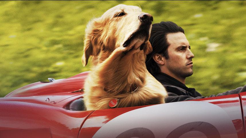 Невероятный мир глазами Энцо